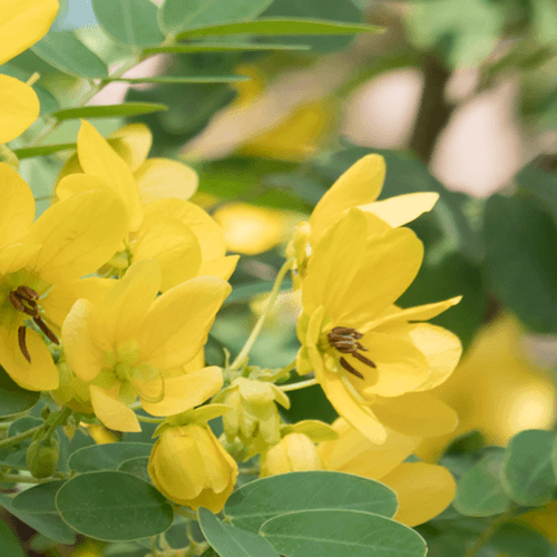 <img src='https://vt-images-prod.s3-ap-southeast-2.amazonaws.com/monographs/Cassia_senna_vital_ly.png' /> Cassia senna - Senna pod
