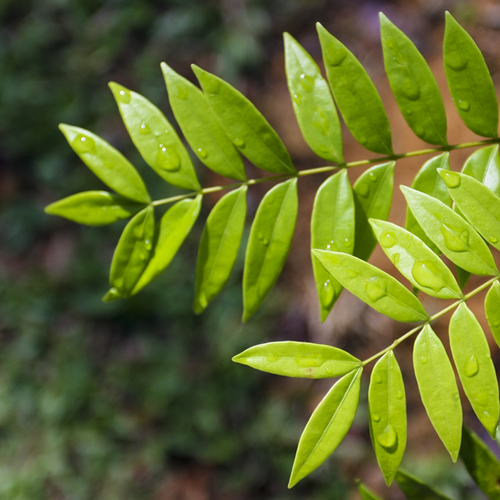 eurycoma-longifolia-vital-ly