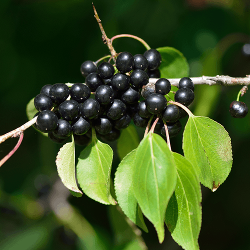 <img src='https://vt-images-prod.s3-ap-southeast-2.amazonaws.com/monographs/Rhamnus_purshiana_vital_ly.png' /> Rhamnus purshiana - Cascara sagrada (sacred bark), Californian buckthorn
